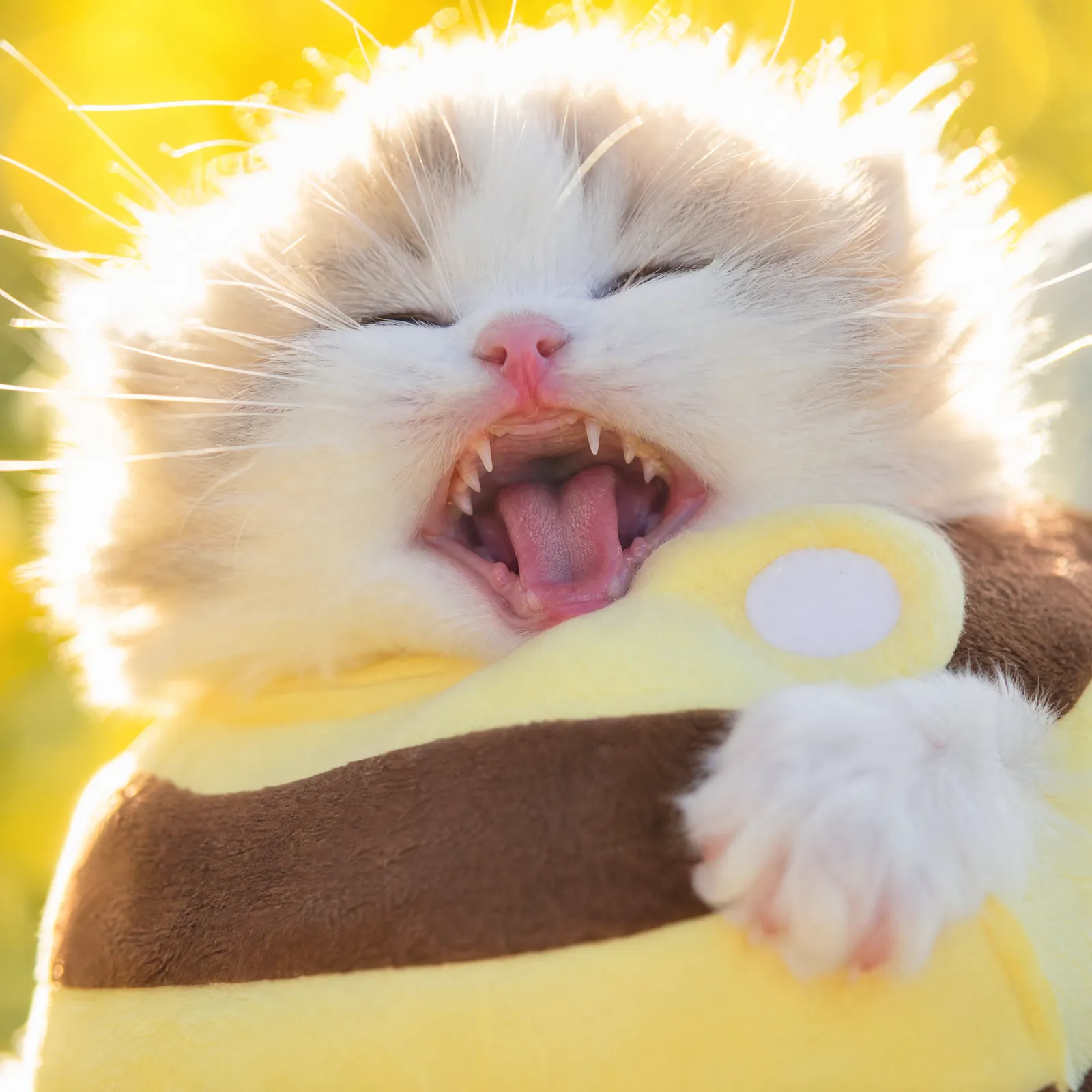 The meow
