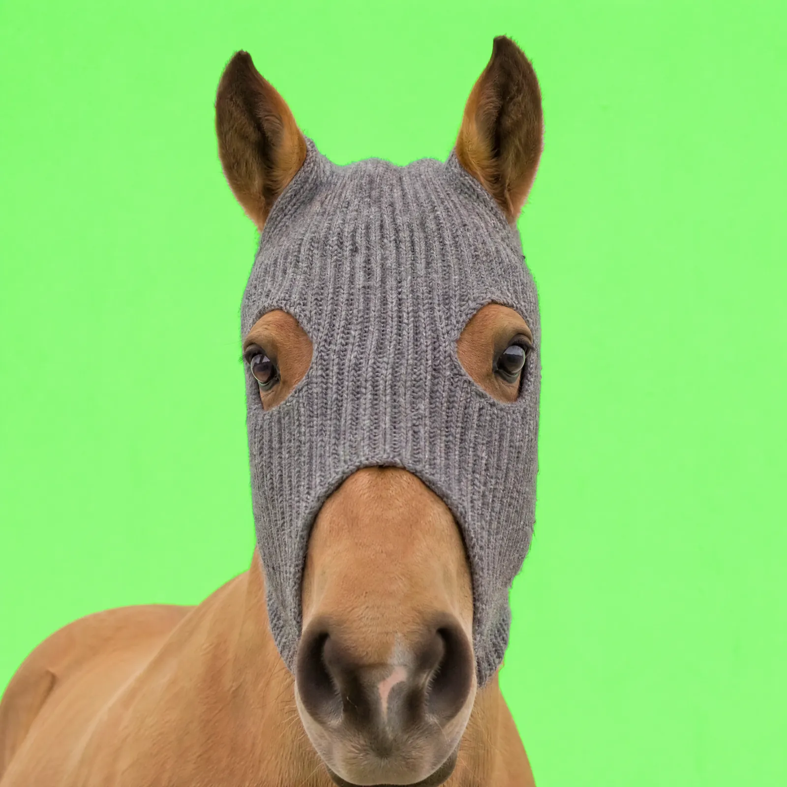 HorseWifMask