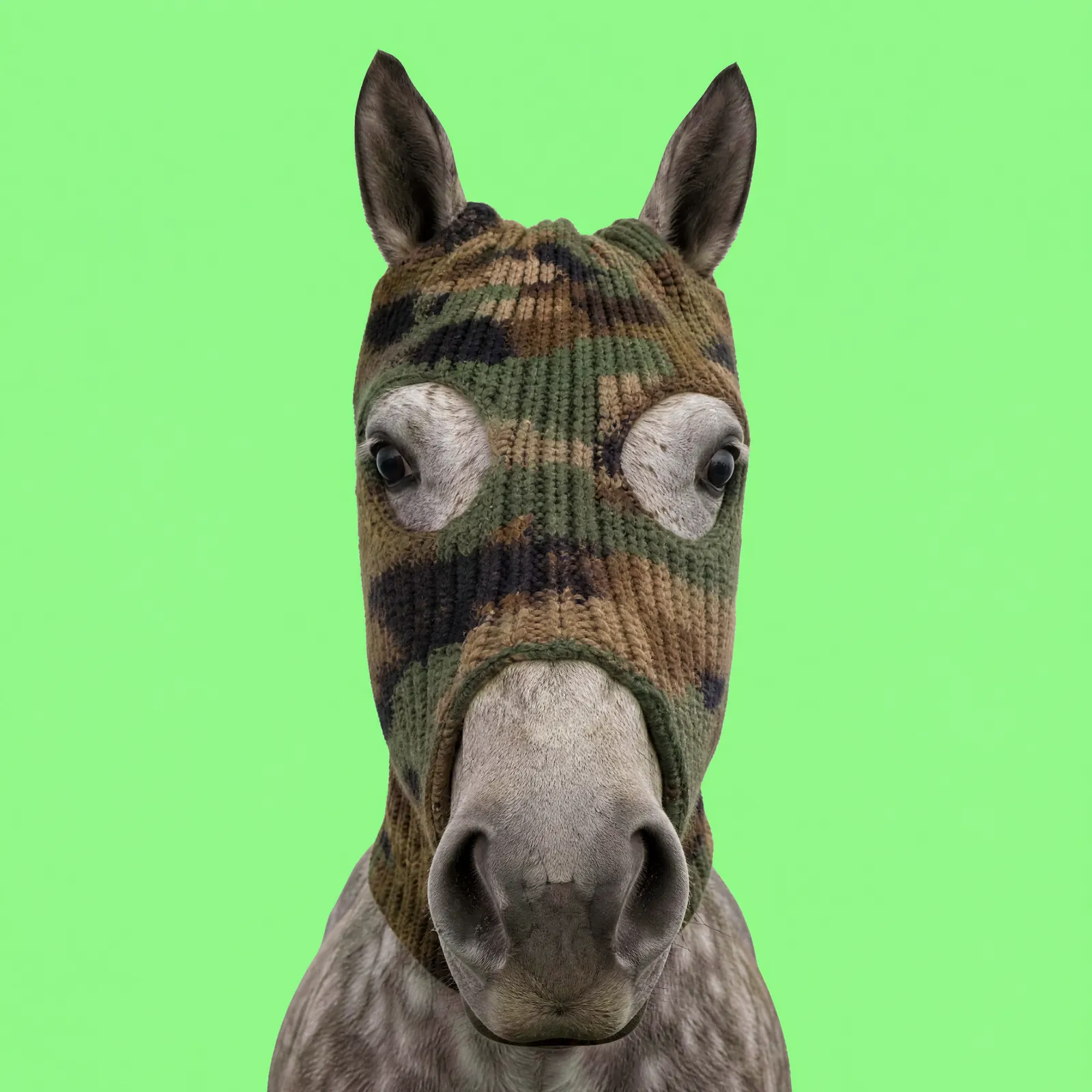 HorseWifMask
