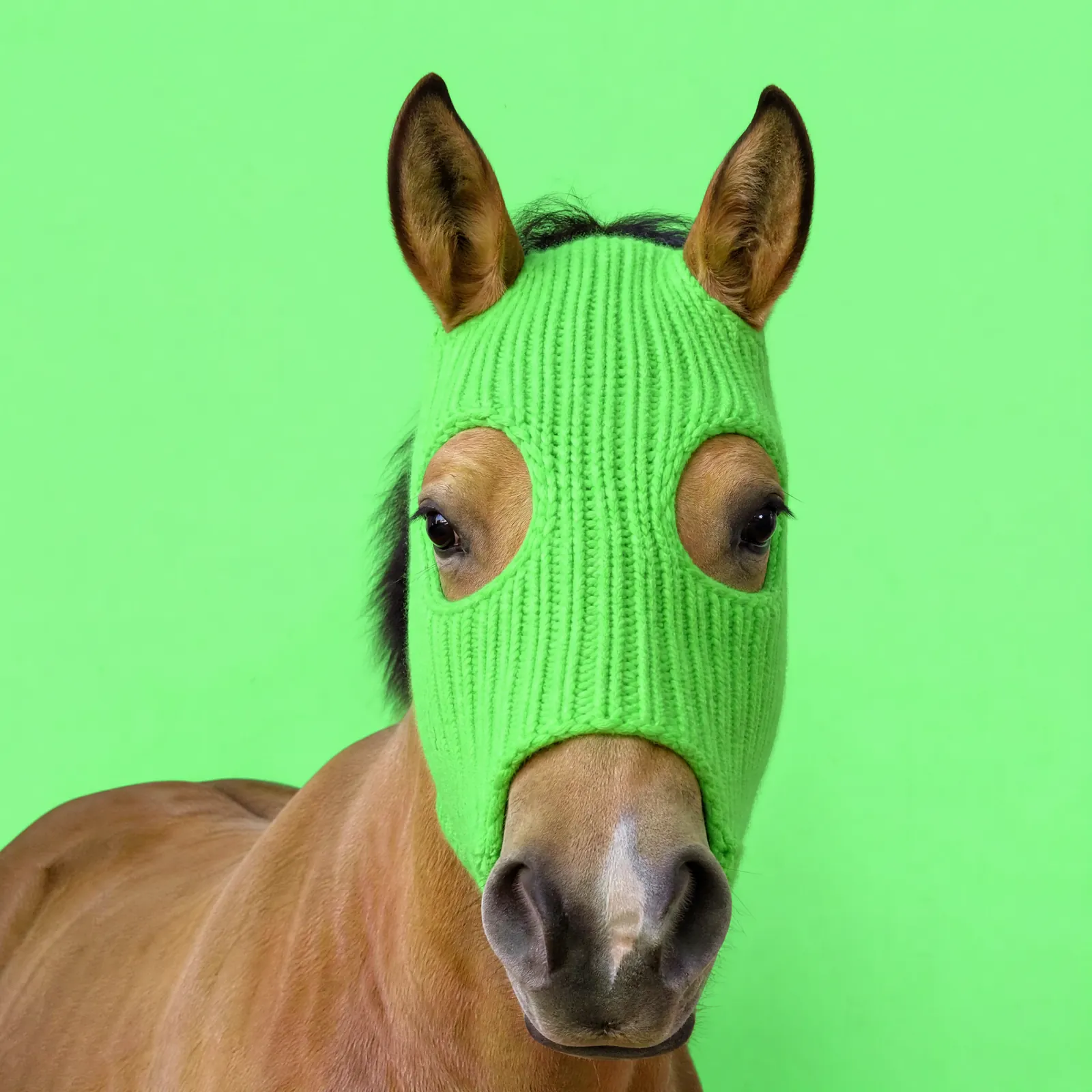 HorseWifMask