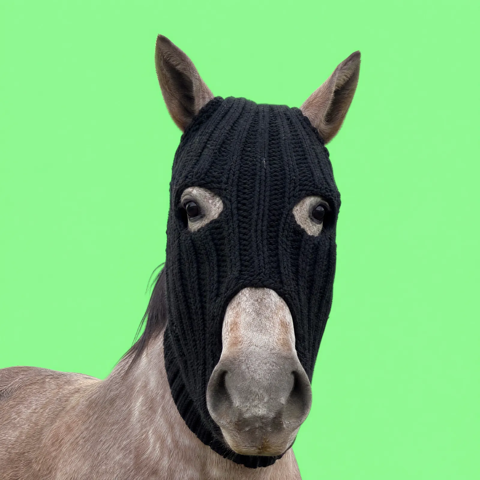 HorseWifMask