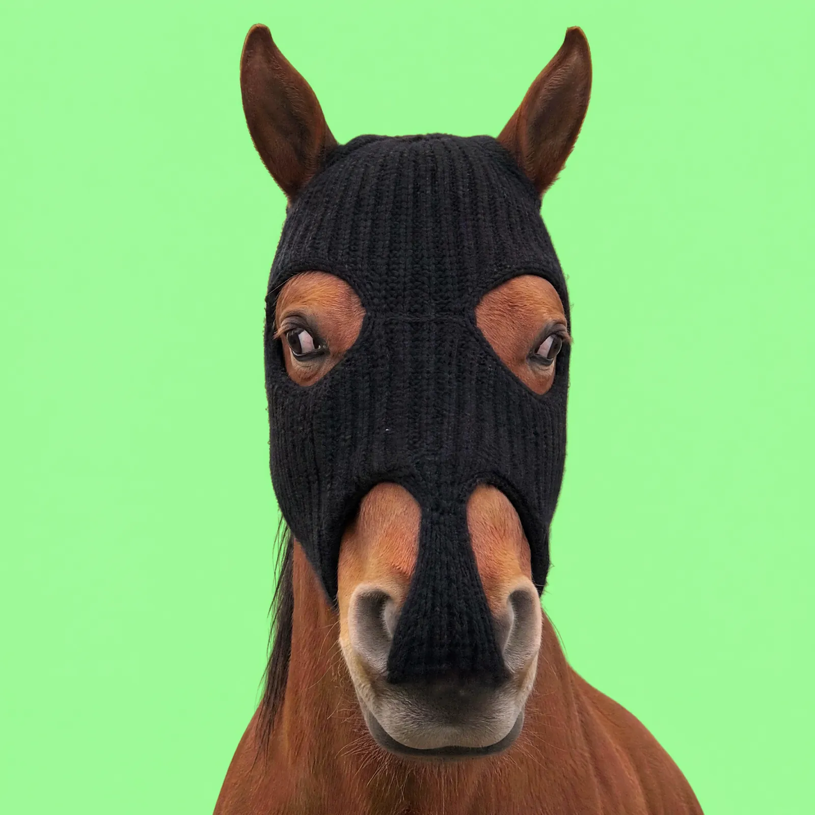 HorseWifMask
