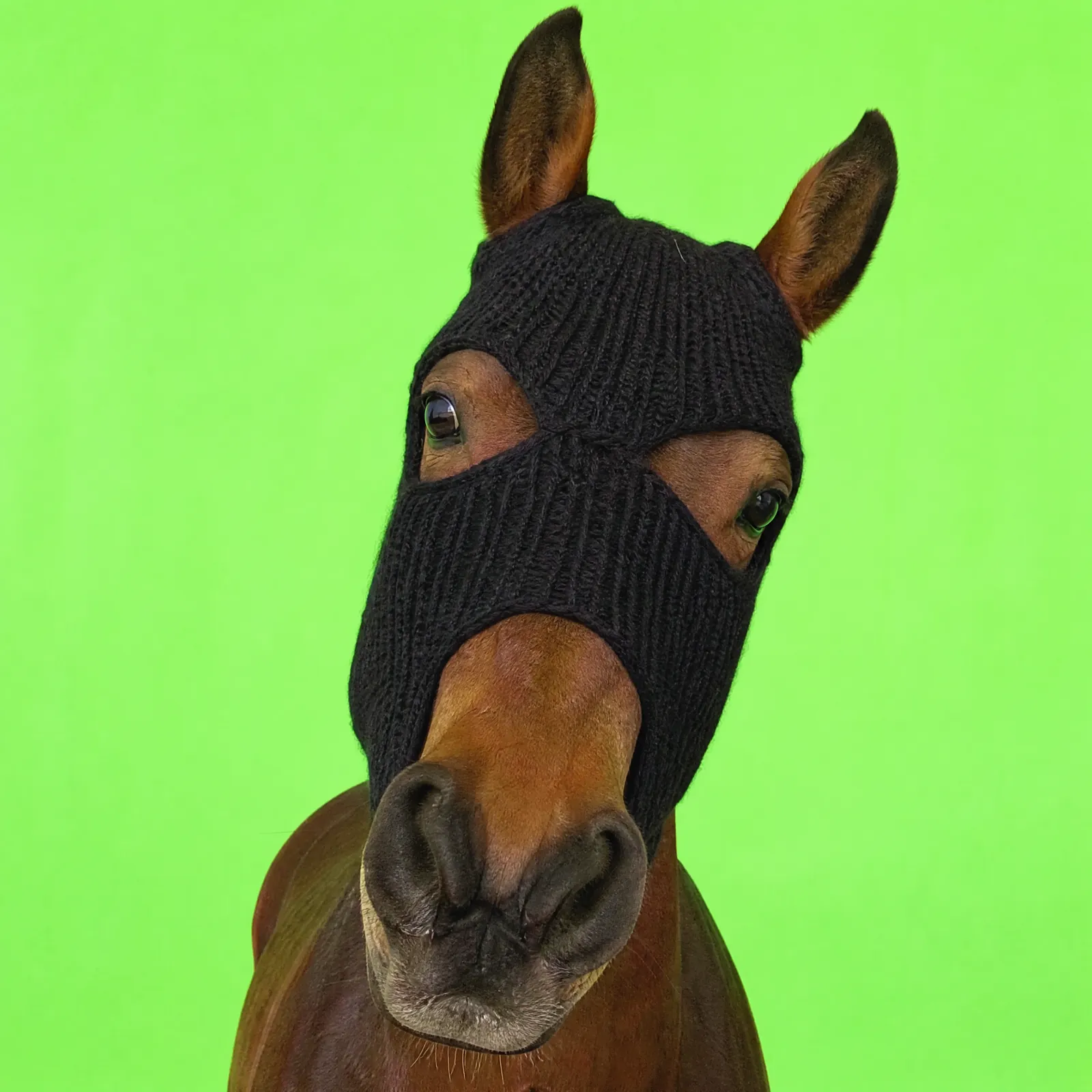 HorseWifMask