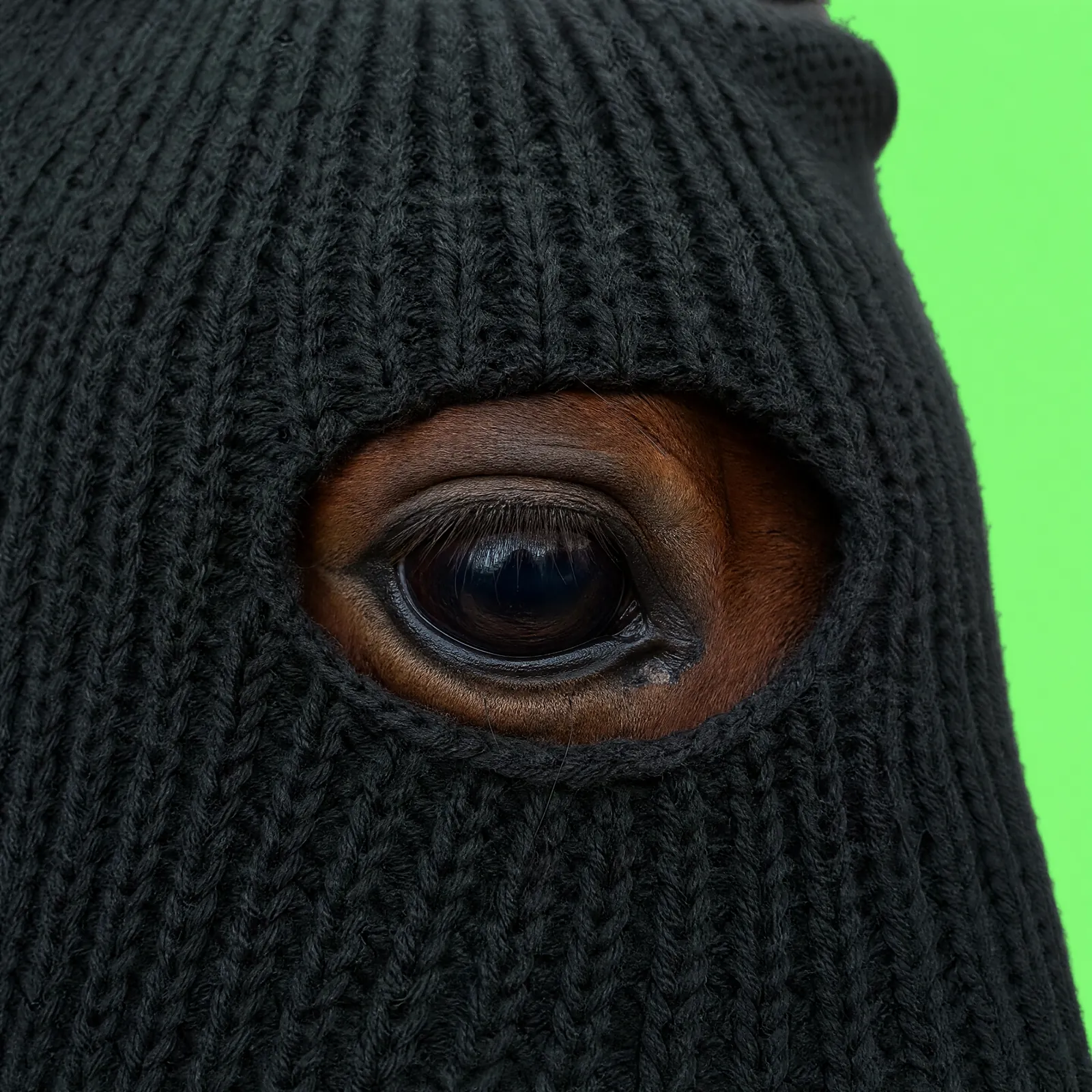 HorseWifMask