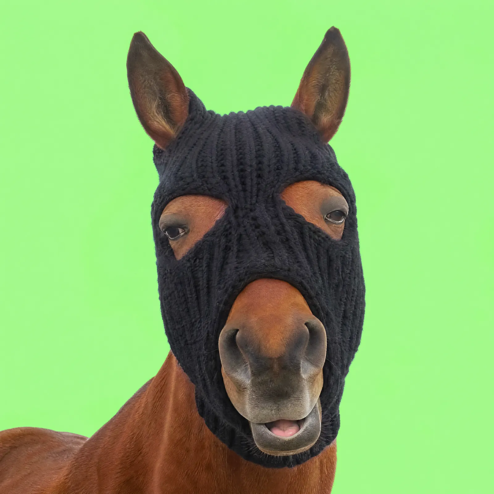 HorseWifMask
