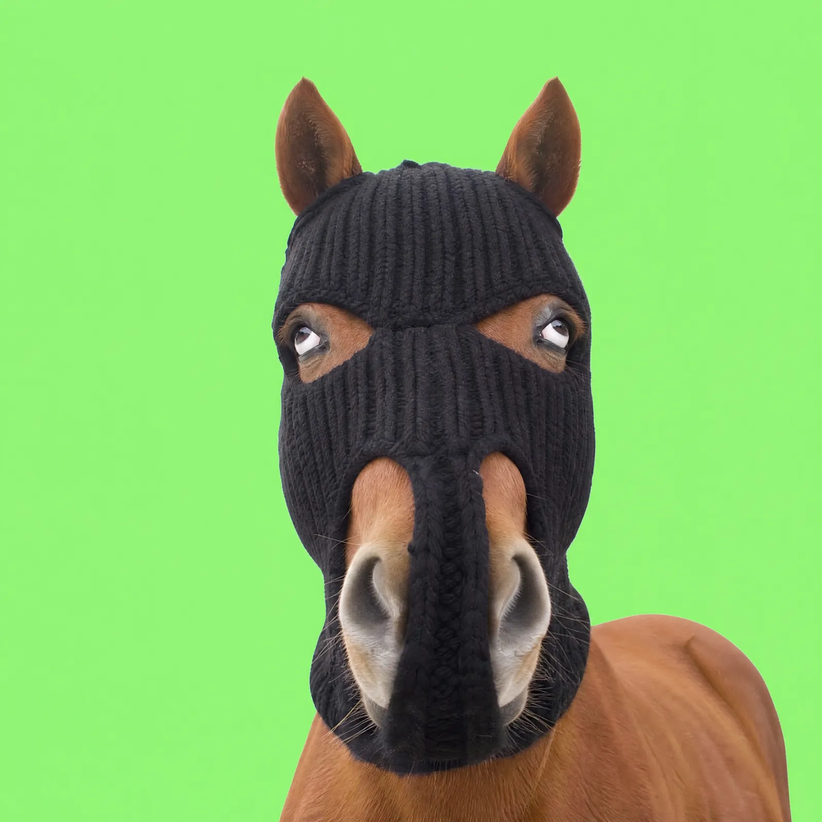 HorseWifMask