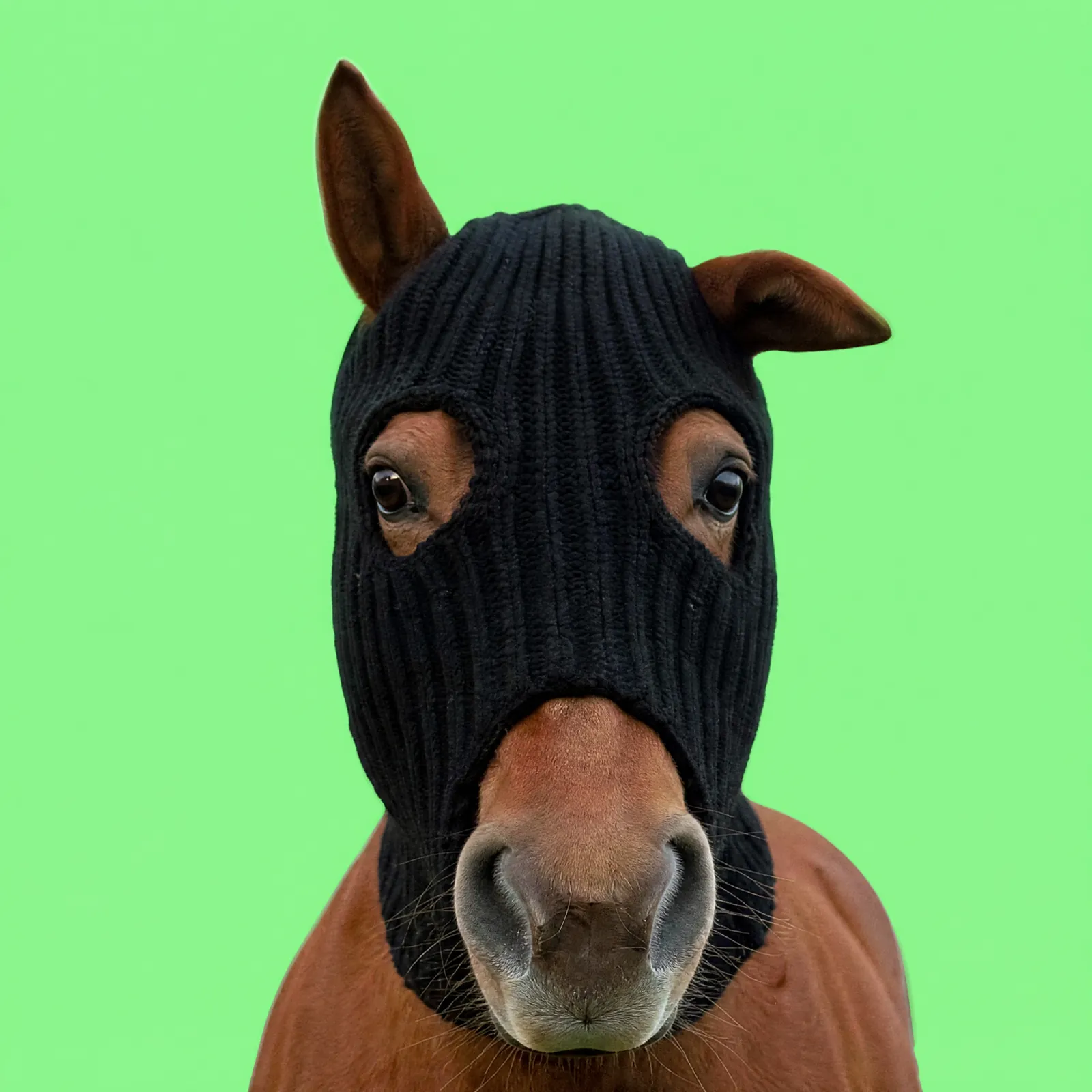 HorseWifMask