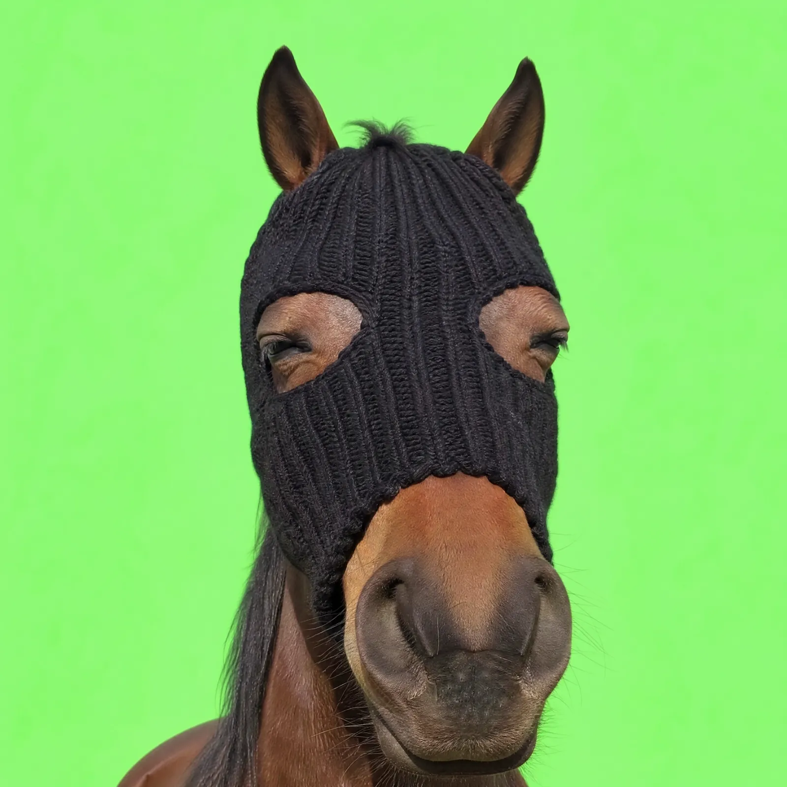 HorseWifMask