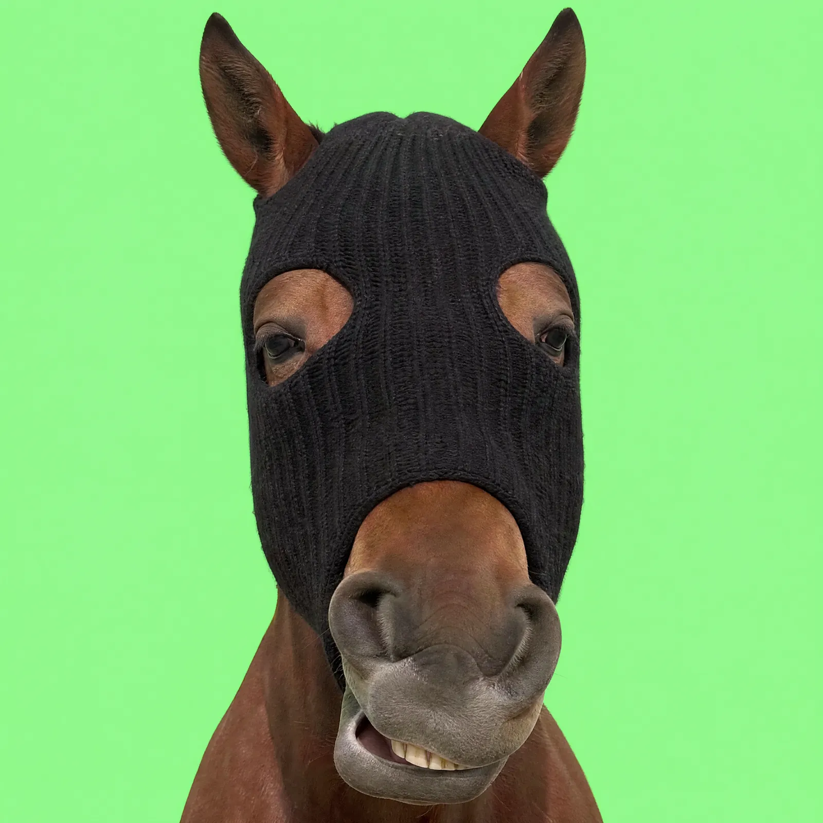 HorseWifMask