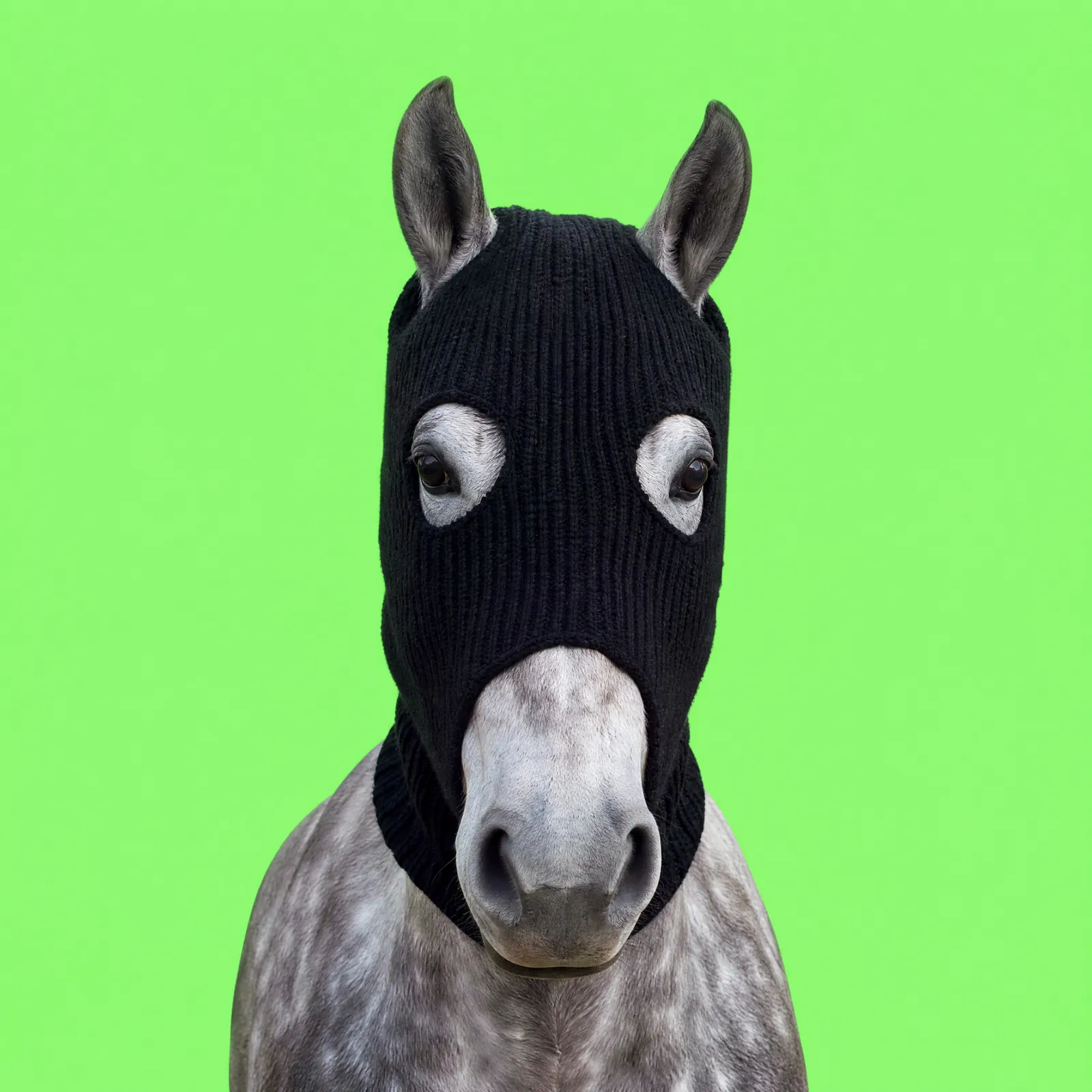 HorseWifMask