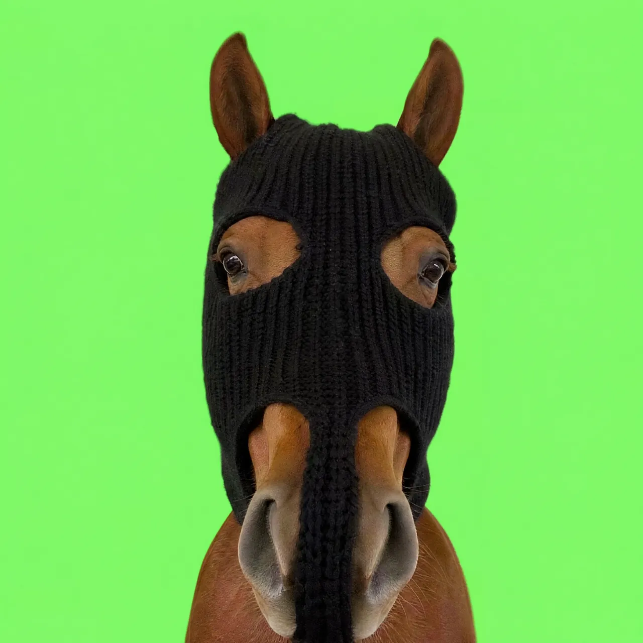 HorseWifMask, The wif coin for Stable Chain: 50 images + loops