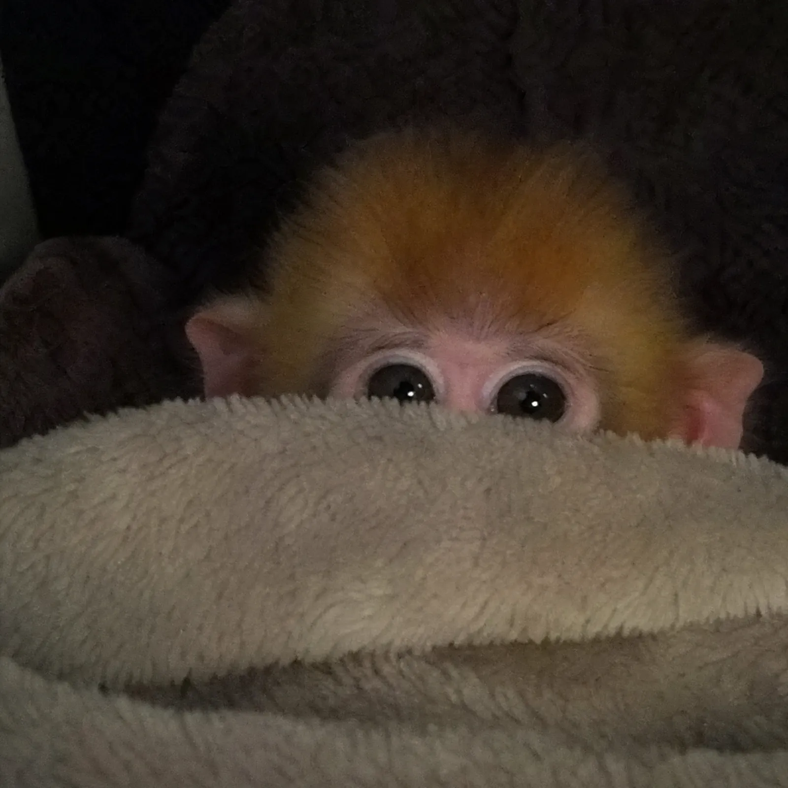 monke