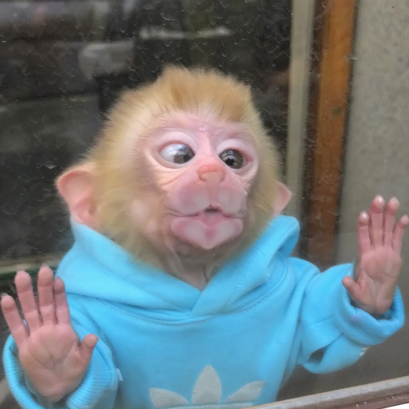 monke