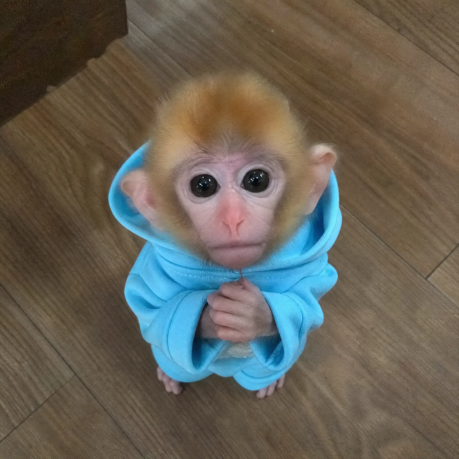monke